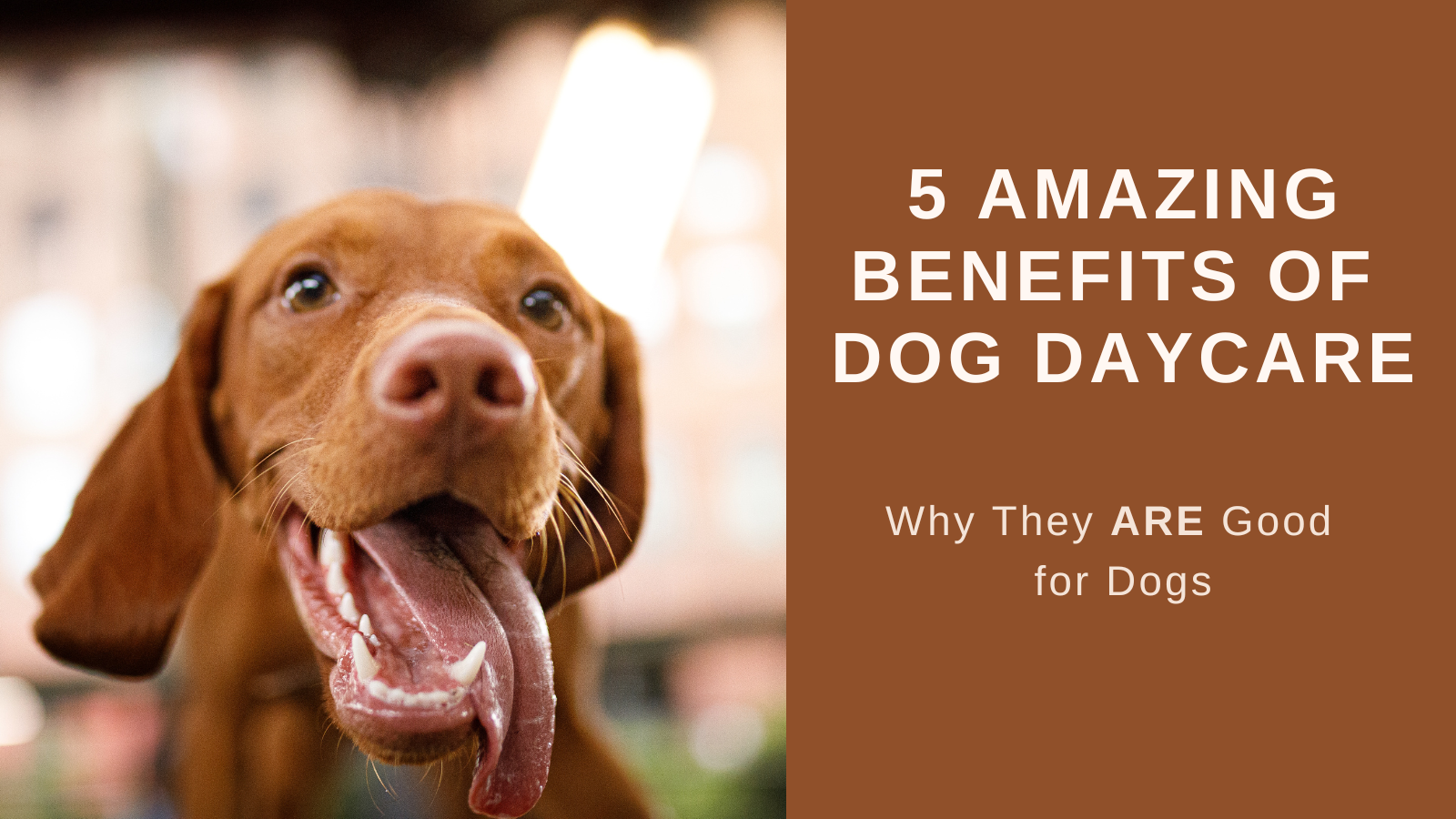 ‍5 Amazing Benefits of Dog Daycare Why They ARE Good for Dogs Playful Paws